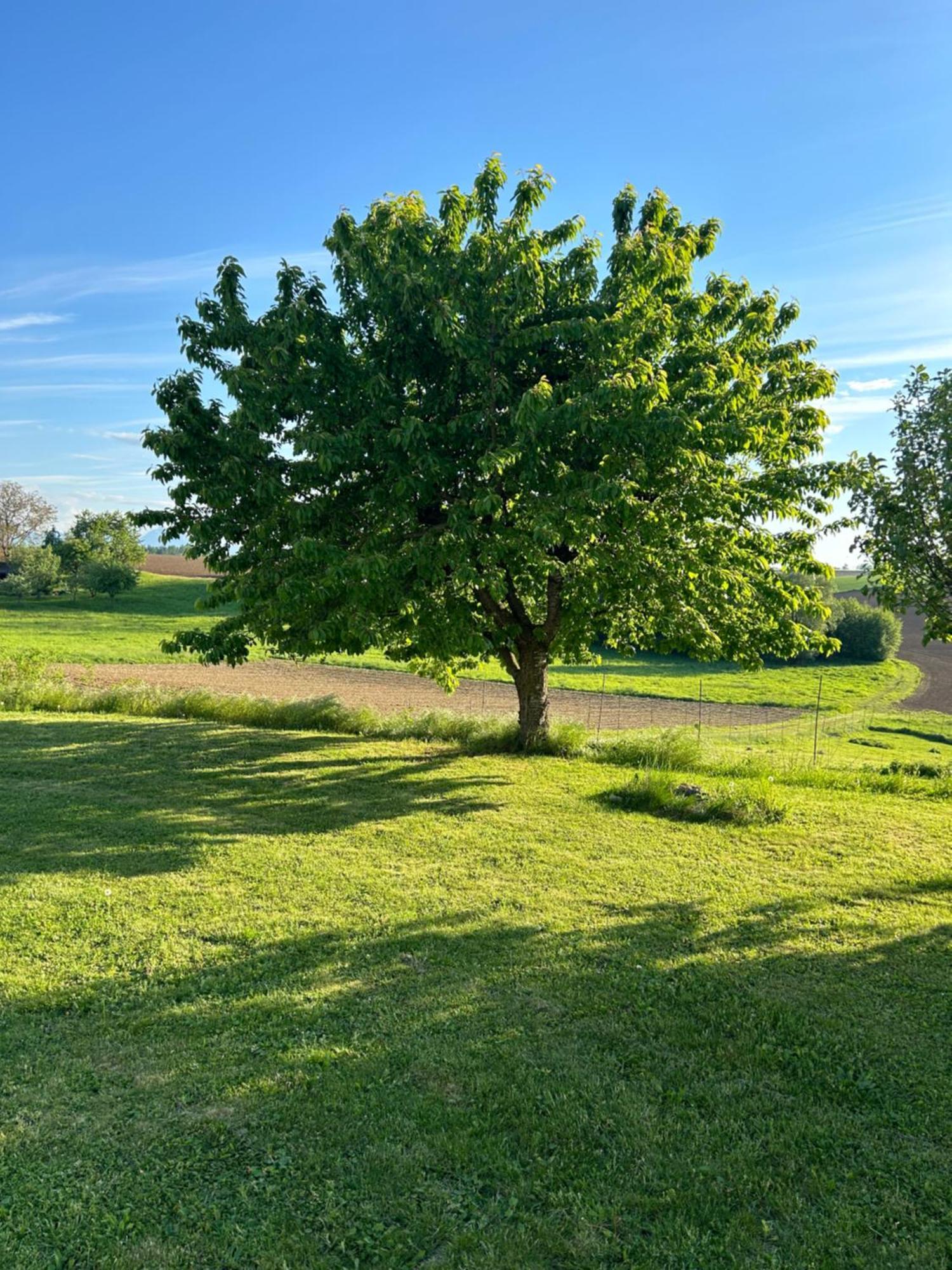 Apartment Babsi Appartments - Leben Am Land Wels